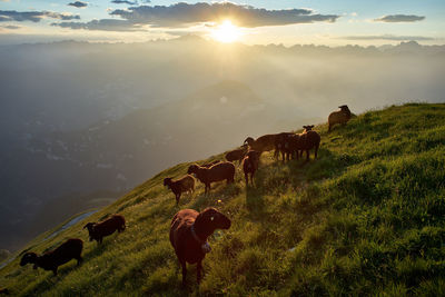 Panoramic view of horse on field against sky