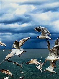 Seagulls flying over sea against sky