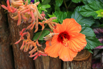 Close-up of orange flowering plant