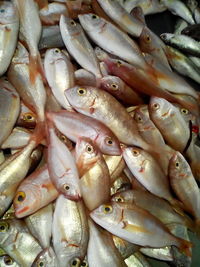 Close-up of fish for sale at market stall