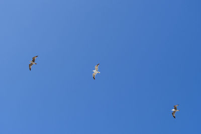 Low angle view of seagulls flying in sky