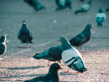 Close-up of pigeon perching
