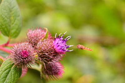 Close-up of pink flowering plant