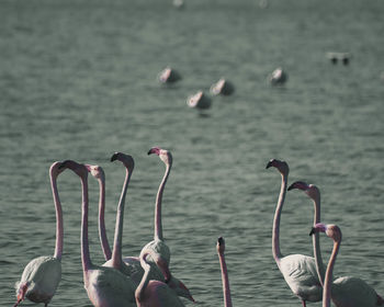 Swans swimming in lake