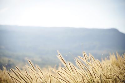 Close-up of stalks in field against sky