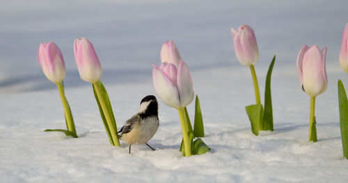 Black-capped chickadee on tulips in spring