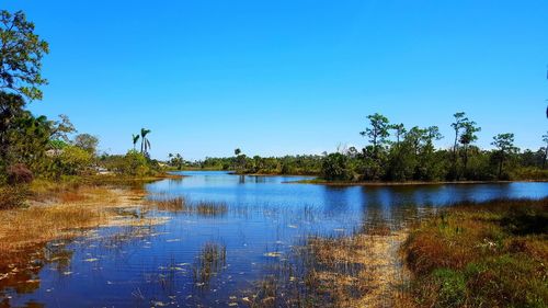 Scenic view of lake in forest against clear blue sky