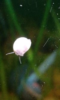 Close-up of jellyfish swimming underwater