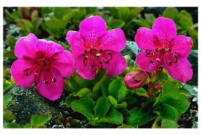 Close-up of pink flower