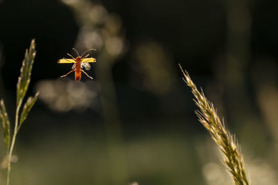 Close-up of ladybug on plant