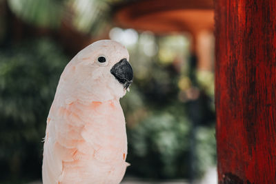 White exotic parrot in the bird park.