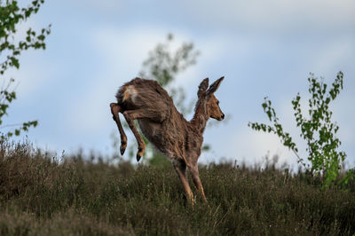 Low angle view of deer jumping on grassy field