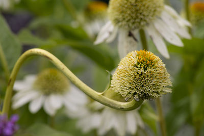 Close-up of yellow flowering plant