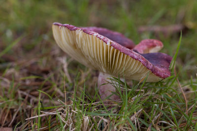 Close-up of mushroom growing on field