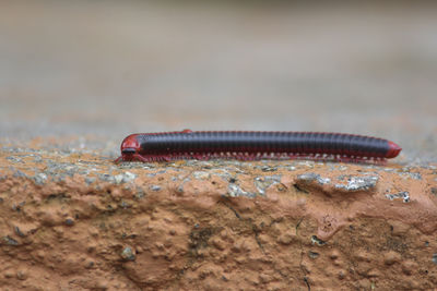 Close-up of millipede on retaining wall