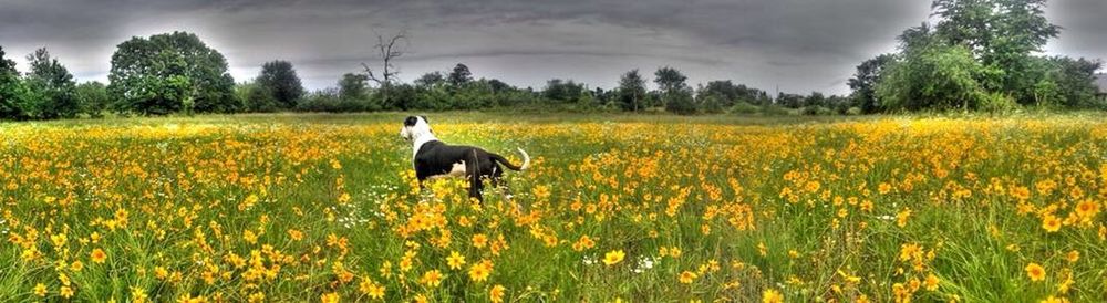 View of field against cloudy sky