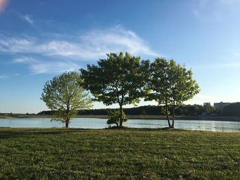 Trees on field against sky