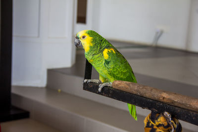 Close-up of parrot perching