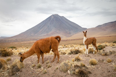 Horses grazing on field