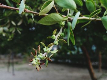 Close-up of insect on plant