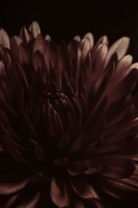 Close-up of flowering plant against black background