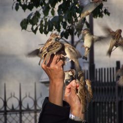 Cropped hands of man feeding sparrows in city