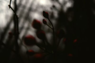 Close-up of plant against blurred background