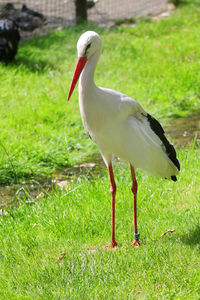 Bird on grassy field