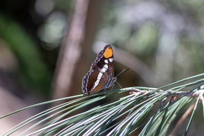 Close-up of butterfly on plant