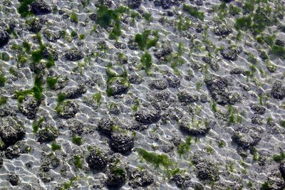 Full frame shot of ice on rock