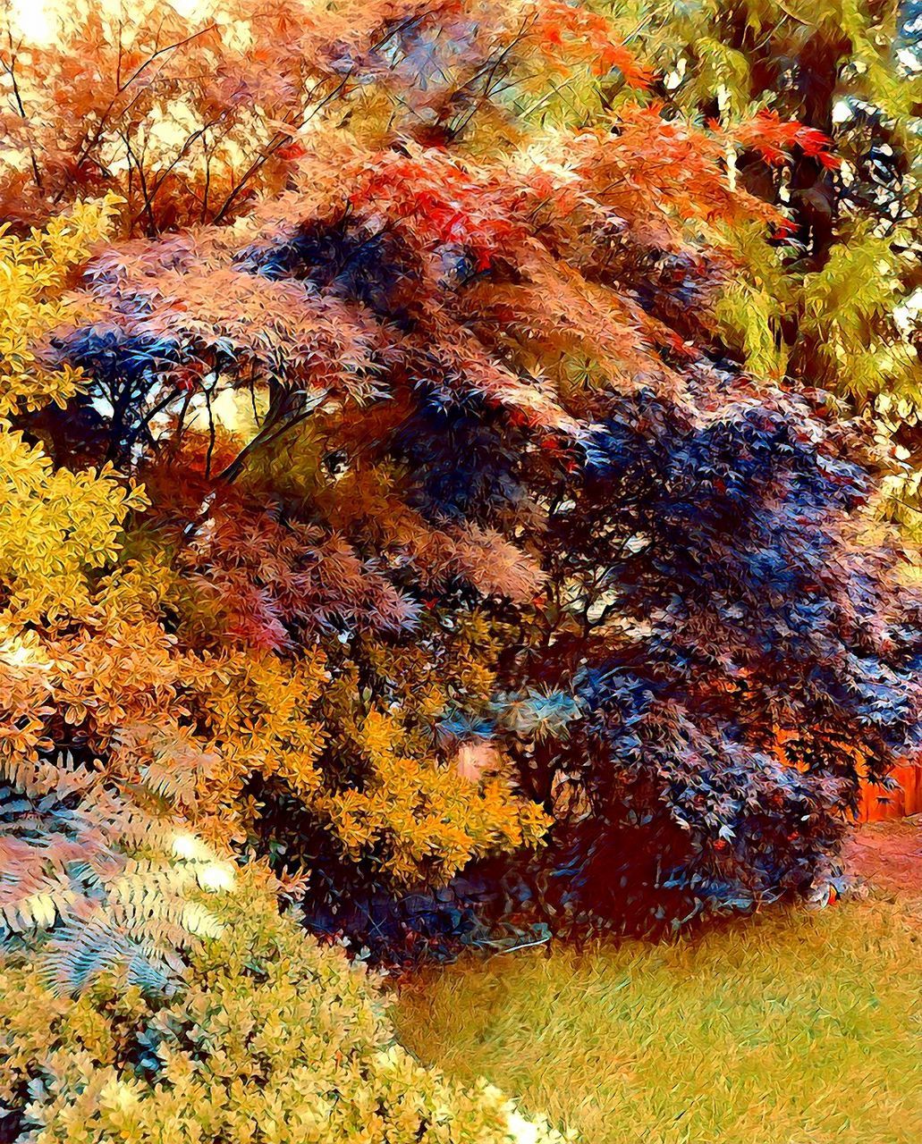 CLOSE-UP OF AUTUMN TREES