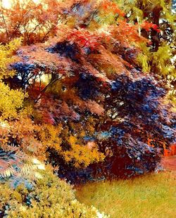 Close-up of autumn tree