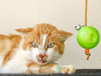 Close-up portrait of a cat against wall