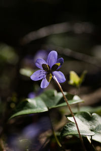 Close-up of purple flowering plant