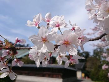 Close-up of cherry blossoms against sky