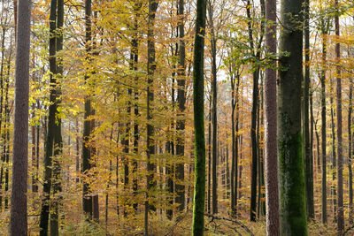 Close uo mixed coniferous forest. broadleaf trees and tree trunks with autumn colour background.