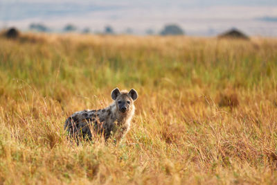 Portrait of sheep on field