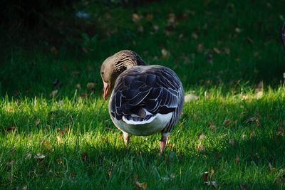 Bird perching on field