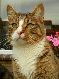 Close-up portrait of cat