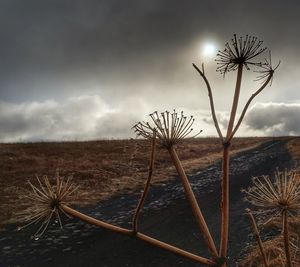 Bare trees against cloudy sky