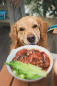 Close-up portrait of dog by table