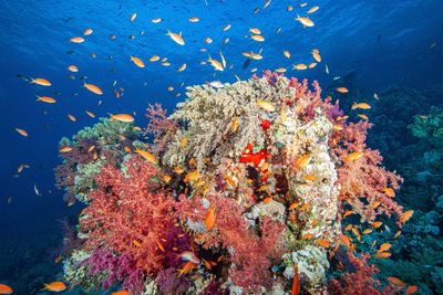 Colourful reef life