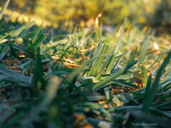 Close-up of grass growing in field