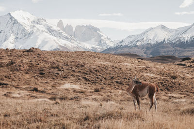 Deer standing on landscape against snowcapped mountains