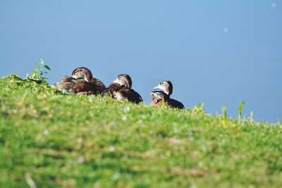 View of birds on field against clear sky