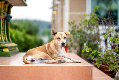 Portrait of dog relaxing outdoors