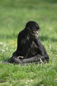 Monkey sitting on a field