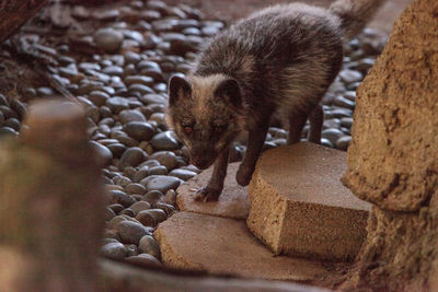 Portrait of fox walking by pebbles at zoo