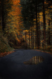 Road amidst trees in forest during autumn