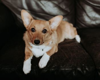 Portrait of dog relaxing on sofa at home